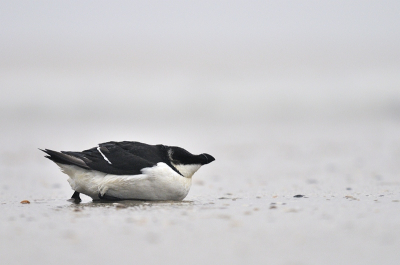 Het was een nogal stormachtige dag met vlagen regen. Aan het eind van de ochtend liep ik terug vanaf de pier. Vlak bij de pier lag deze alk op het strand. Ieder keer dobberde hij even als er golf kwam. Vol opwinding ben ik hem al kruipend  genaderd. Ik was nog nooit op het strand een levende alk tegen komen!