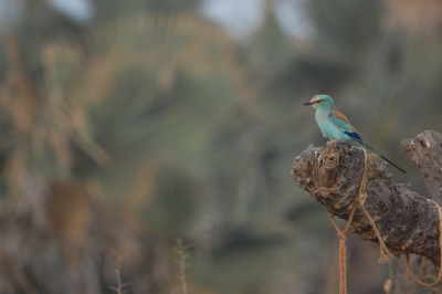 Tijdens onze studie-reis vele prachtige vogels gezien waaronder deze Sahelscharrelaar. Leuke vogel en totaal niet schuw of moeilijk te fotograferen.