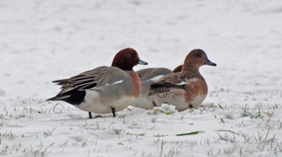 Foto van een groepje Smienten die net waren neergestreken op een besneeuwd weiland.