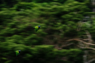 Vanaf de uitkijktoren kwamen deze twee opvallende vogels voorbij vliegen best lastig om ze te pakken te krijgen op de foto. Werkelijk een unieke ervaring om het regenwoud van boven in de ochtend gade te slaan.