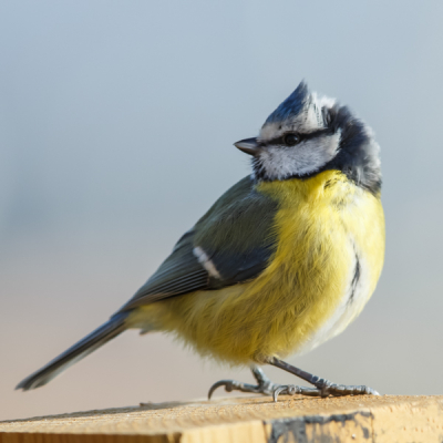 Een enkele keer een kuifmees gezien, nee dit is geen kuifmees maar een pimpel met een klein kuifje.