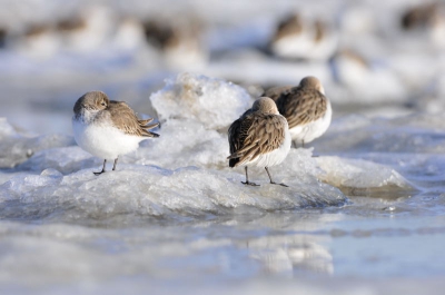 Topdag op de Kwade Hoek,sneeuw,lichte vorst en ijsschotsen aan het strand.Ik had het idee op Spitsbergen te lopen, maar was toch vlak bij huis
Op het ijszaten honderden bonte strandlopers