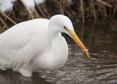 Deze zilverreiger moet bij het fourangeren concureren met zijn 'grijze' broertjes en dat valt niet mee.