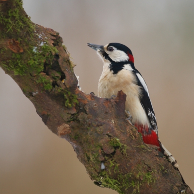 Bij Han Bouwmeester een dagje in zijn hut door gebracht, voldoende vogels voor de lens gehad, deze Specht zou ik maar eens naar Birdpix opsteuren
Bewerkt volgens Pirdpix