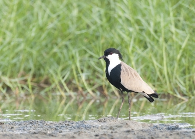 Dit was de eerste vogel die we zagen toen we net aankwamen bij de lagune. En hij werkte nog goed mee.