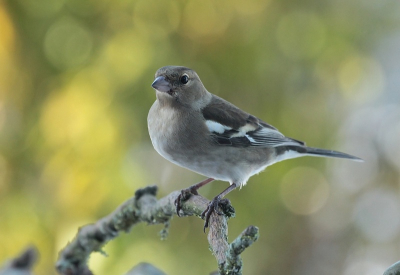 Deze vink met tegenlicht vastgelegd,vanachter raam met statief.
Heel veel vinken in mijn tuintje op dit moment
Groet Maria