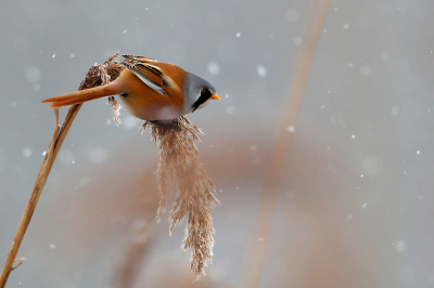 Gisteren nog even naar de baardmannetjes geweest met sneeuw, wel jammer dat het nu even over is met het winterweer hopelijk later nog een periode.