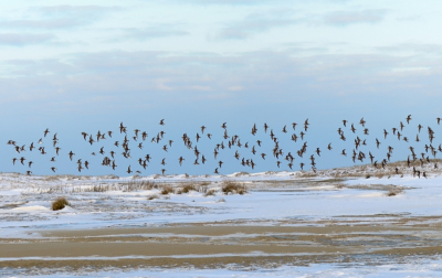 Tijdens een wandeling langs het strand kwam ik grote groepen strandlopers tegen. Op het strand lag sneeuw en ijs, maar op de schaarse plekken waar nog zand, en iets eetbaars lag, verzamelde zich honderden strandlopers.