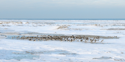 De omstandigheden waren prachtig. Zon, sneeuw en ijs op het strand. Grote groepen vogels. Deze strandlopers waren redelijk dicht te benaderen zonder dat ze in paniek raakten.