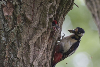 Nest met jonge spechten in de straat. Mooi voedingspatroon van de ouder specht. Bijzonder om te zien dat jonge vogel allen buiten kijkt als pa of moe er zijn.