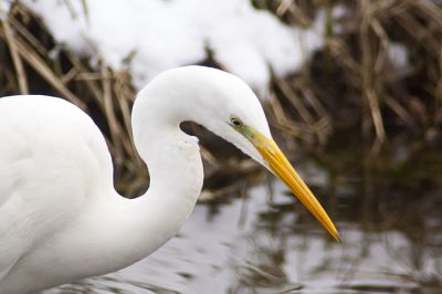 Deze zilverreiger stond in de sloot met meerdere 'grijze' broertjes. Zijn broertjes vlogen op en hij (zij?) bleef rustig staan.
Genomen in natuurgebied 'de Bruuk'. 
zie: http://www.vcbio.science.ru.nl/virtuallessons/landscape/bruuk/