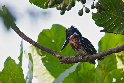 Terwijl iedereen op de utkijkpost van het Darwin Field Station op zoek was naar de verschillende Turaco's kon ik vanaf de grond aan de rechterzijde deze kingfisher fotograferen. Het kon niet missen, als deze vogels aan het vissen zijn gaat dat gepaard met enorme plonzen, prachtig om dan te zien hoe hun kuifen de meest gekke vormen aannemen.