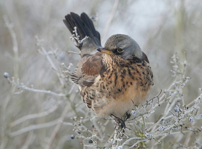 Afgelopen vrijdag mooie foto,s kunnen maken waaronder deze Kramsvogel.