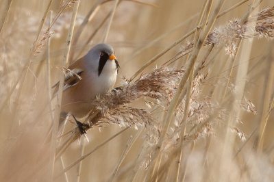 Waarschijnlijk 1 van de laatste foto's van de baardman van dit seizoen. De dooi zorgt ervoor dat ik niet meer zo dichtbij kan komen en dan wordt 300mm toch wat te weinig.