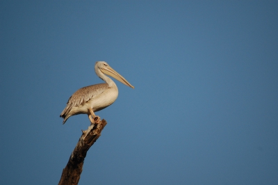 Tijdens onze rondvaart door de mangrove zat deze statige Pelikaan boven ons. Wat een machtige beesten!