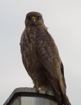 Deze buizerd poseerde een aantal seconden voor mij en keek hierbij recht in de lens, waardoor ik hem redelijk scherp op de foto kon zetten. Het tegenlicht was lastig.
