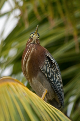 Deze Groene Reiger zat op zijn gemak hoog in een Palmboom de boel te overzien.