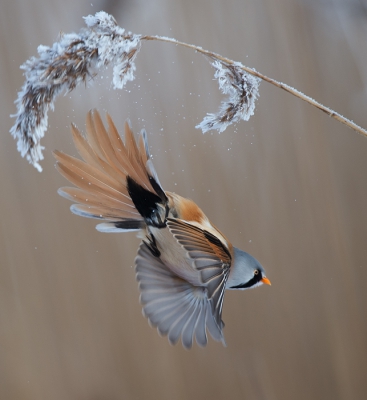 Bird picture: Panurus biarmicus / Baardman / Bearded Reedling