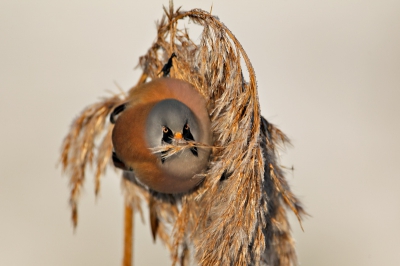 Deze baardman is in de Rietputten gefotografeerd. het was winters weer, ongeveer een graad of 5 onder nul, met een prachtige opkomende zon.
Het serene beeld met de strakke lijnen van de baardman, met de glinstering van de ijskristallen hebben mij zeer ontroerd.