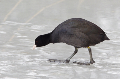 geing gezicht als je de meerkoeten met die grote flappers over het ijs ziet schuiven.
hoop dat de winter nog niet echt voorbij is en we nog wat ijs gaan krijgen.