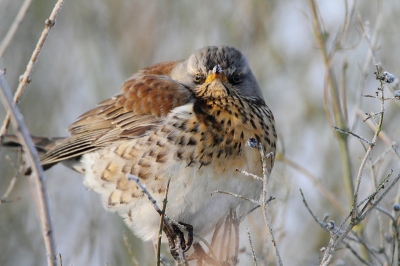 Een heerlijke dag in Zeeland. Tevreden met alles wat voor de lens wilde komen. Zeker ook met deze kramsvogel welke even mooi wilde poseren.