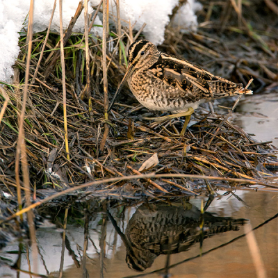 Voor mij de eerste echte waarneming van deze bijzondere vogel. Eerder alleen hard wegvliegend gezien. Na een tip van 2 mede vogelkijkers zag ik deze snip in een sloot naast de weg. Was druk aan het sonderen in de modder.