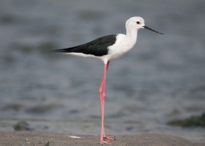 Op de lagune zaten wel honderden Steltkluten, maar altijd net te ver voor foto's. Geheel onverwacht (ik had een aantal Vorkstaartplevieren zien landen en was er behoedzaam naar aan het toe 'sluipen') zat er toch eentje net naast het wandelpad. Hij had mij niet direct gezien, maar ik hem wel