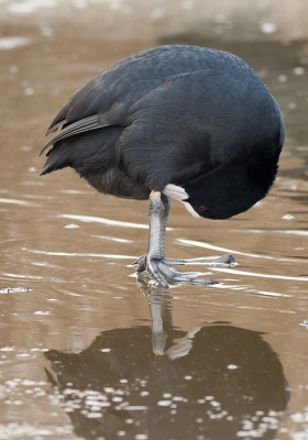 Meerkoet op dooi ijs, Deze houding vind ik wel mooi en vooral de poten, Hij lijkt misschien scheef te staan maar een vertikale lijn bij het oog geeft ook een rechte lijn naar in spiegelbeeld.

Gr sam