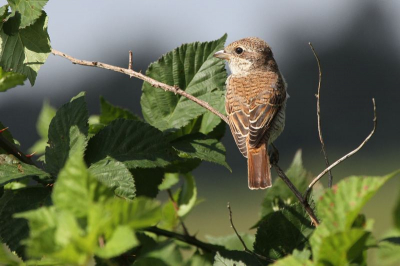 Het eerste broedgeval van een Grauwe Klauwier in dit gebied sinds 13 jaar.  Dit is een jong uit een  nest van drie. Opname gemaakt met helder weer en een Canon EOS 7D met een Canon Zoom Lens EF 100-400mm 1:4.5-5.6  L IS.
