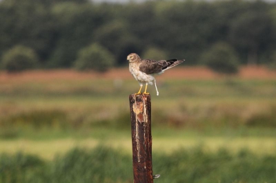 Deze foto gemaakt omdat deze zeldzame vogel maanden in dit gebied aanwezig is geweest. Foto gemaakt met helder, zonnig weer vanuit de auto met een Canon EOS 7D en een Canon Zoom Lens EF 100-400mm 1:4.5-5.6  L  IS