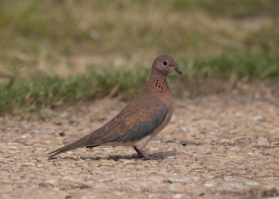 Onze reis naar Ghana zat er bijna op, toen ik me realiseerde dat ik een van de meest talrijke vogels op onze reis nog niet had gefotografeerd. Dit kwam omdat er plots een palmtortel heel dicht bij ons kwam zitten, op zoek naar wat water die in een 'verlaten' zwembad (bij een vervallen hotel) nog aanwezig was?.