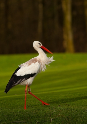 Vanmorgen op de koffie geweest bij iemand, op de terugweg kwam ik deze Ooievaar tegen, deze liep over een glooiend Golfbaanterein, ik vind hem mooi uit komen zo tegen de achtergrond en ook de kleuren

Gr sam