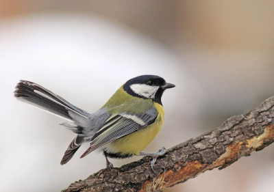 This great tit image is one of the most common birds Europe wide. There are lots of images of it on the web but it is always fun looking at its interesting behaviour.