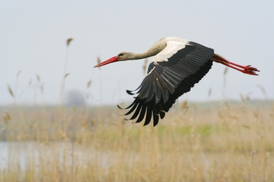 We drove the car around the Shabla lake on a dirt road in the when moment stork flew over the car. I shot it through the window as the car moved and bounced over bumps. I was able to shoot just a single frame.
In the next moment I looked forward to us and there was tree ... :)

picture copyright by www.NatureTravel.eu