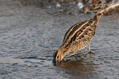 Doordat ik een ongeluk heb gehad met mijn camera en lens ben ik in Belgi een tweedehans lens gaan kopen.
Deze watersnip is de eerste foto die ik er mee gemaakt heb. De sloot waar deze zich bevond was nog bevroren.
De opname is gemaakt vanuit de auto op een rijstzak.