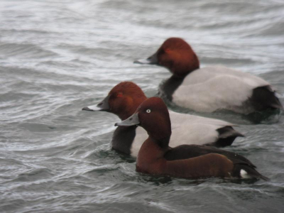 Adult Witoogeend man voor de vogelkijkhut bij de Kraaijenbergse plassen