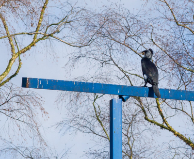 Ik liep in het park rond en probeerde wat aalscholvers  te fotograferen om te kijken wat mijn nieuwe lens kan en zag thuis pas dat het waarschijnlijk de gekuifde aalscholver is.