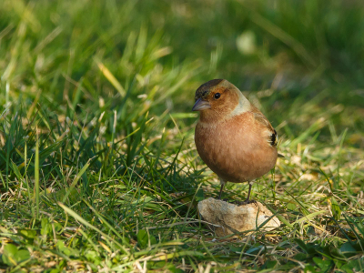 Nu de beurt aan de vink, hier zijn er ook veel in onze tuin, maar zijn zeer schuw en kleine beweging met je lens en weg zijn ze.