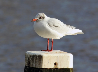 Deze meeuw verblijft hier al jaren elke winter. Net een nieuwe lens gekocht, dus maar een uitgeprobeerd. Werkte redelijk goed mee