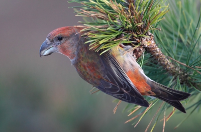 A flock of 38 Parrot Crossbills were feeding on cones in low pine trees. The birds were very approachable. This bird is a young male.