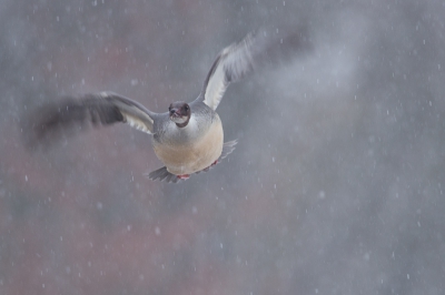 De laatste dag dat de sneeuw nog zou blijven liggen en met sneeuwvoorspelling. Ideaal om er eens op uit te trekken voordat de winter uit Nederland zou vertrekken. De grote zaagbekken lieten me niet genoeg naderen. Daarom geduldig op afstand gewacht totdat er een toevallige wandelaar het groepje mijn kant op zou stuwen. Van de serie foto's die ik schoot is dit de enige die lukte, zo snel ging het allemaal. Wel heerlijk met vallende sneeuw op de achtergrond.