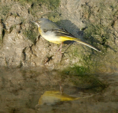 Een foto uit de oude doos (2006). De foto is bijzonder omdat er niet zoveel grote gele kwikstaarten in dit gebied zitten. De achtergrond is moddel van een beekwal. De weerspiegeling in het water geeft deze foto net iets extra's.