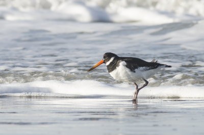 Druk foeragerend op het strand, door de harde wind spoelde er zat eten aan denk ik.