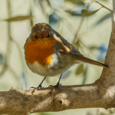 In de serie tuin vogels deze roodborst, volgens mij zijn ze hier veel schuwer dan in Nederland, maar met wat geduld er toch er een kunnen fotograferen.