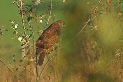 Door alle grassprietjes, bladeren en takjes door deze buizerd gefotografeerd. Misschien niet helemaal perfect maar vond het wel een mooi effect geven.

Minolta Dynax 7D en sigma 50-500mm.