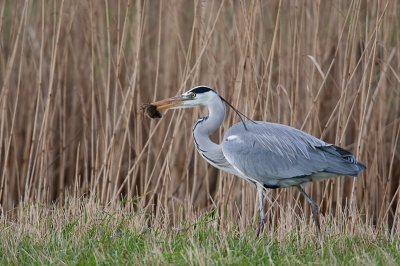 Reiger met prooi in de berm. Foto vanuit rijdende schuilhut genomen. Reiger stond al enige tijd naar de grond te kijken, hreeg een druppel aan de snavel en sloeg toen toe. Druppel vaker waargenomen bij het besluipen cq toeslaan.