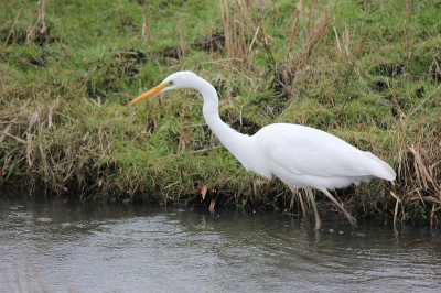 op een regenachtige morgen zag ik opeens deze zilverreiger in de sloot staan. had toevallig mijn camera bij me. Hij bleef rustig doorjagen op zoek naar wat lekkers. voortaan standaard de camera meenemen als ik weg ga met de auto.