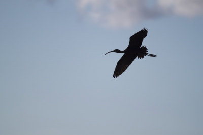Tussen Sevilla en Huelva ligt groot natuurgebied Donana.
Daar in de moeras zijn ook deze Zwarte Ibisen te zien.