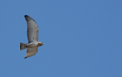 Tijdens het Migres-programma, tellen van roofvogels aan de straat van Gibraltar
