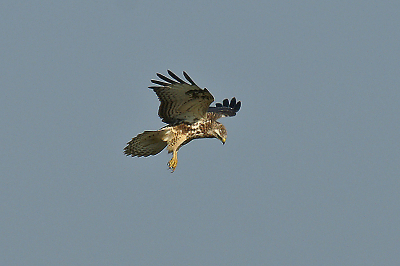 Biddende buizerd.

Minolta Dynax 7D en sigma 50-500mm.